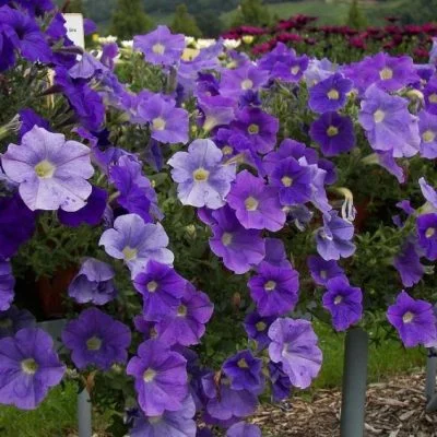 des pétunias, l'emblème floral de Rouyn-Noranda