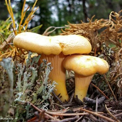 chanterelle commune