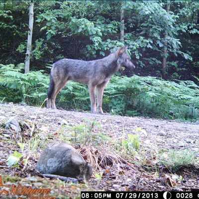 Jeune loup capté à l’aide d’une caméra de détection de mouvement au parc national d’Aiguebelle.