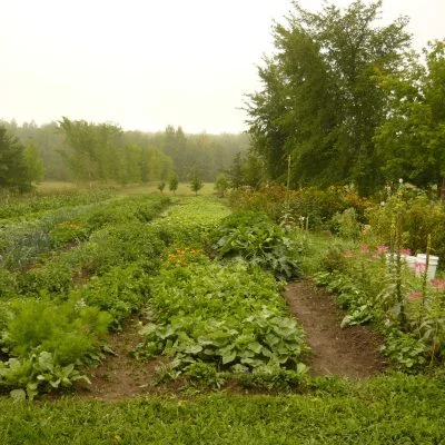 Jardin en juillet