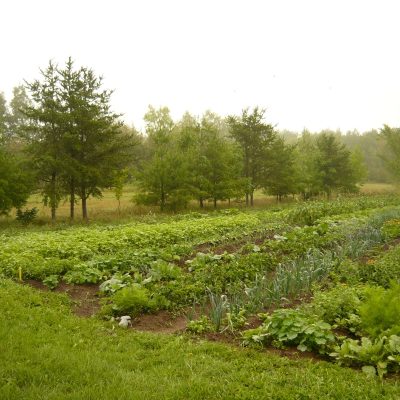 Les jardins : pour le coup d’œil et une nourriture plus saine
