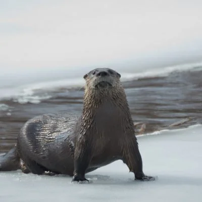 Nageuse émérite, la loutre de rivière trouve son contentement dans l’arrière-pays du parc national d’Aiguebelle qui lui assure sa nourriture, son terrier, son aire de reproduction et surtout… son terrain de jeu!