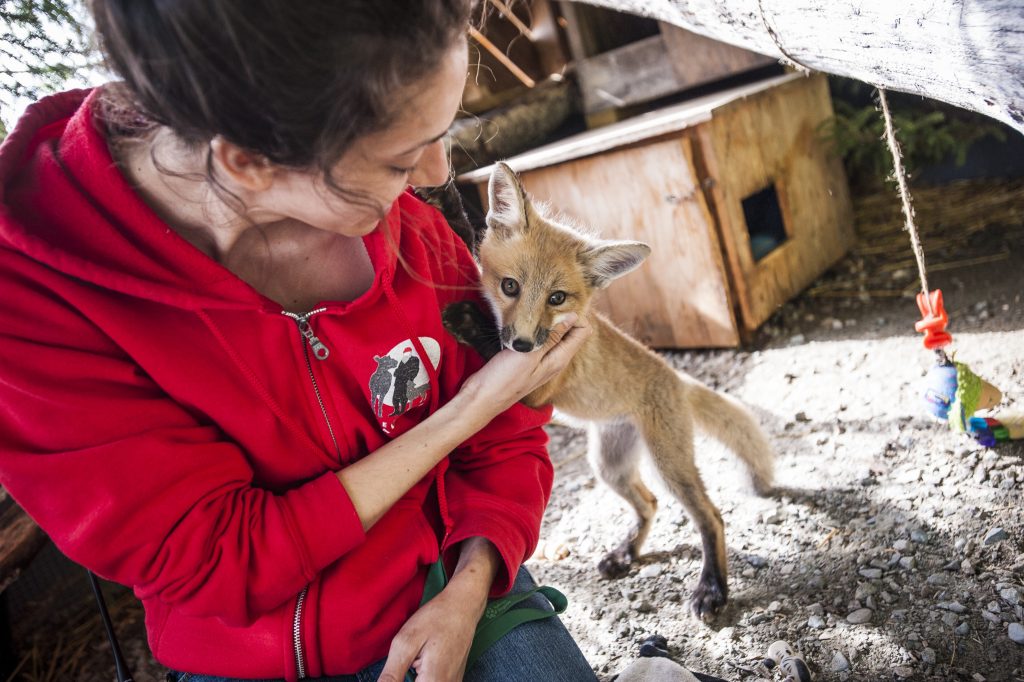 LE REFUGE PAGEAU : AU SERVICE DE LA FAUNE! | L'Indice Bohémien