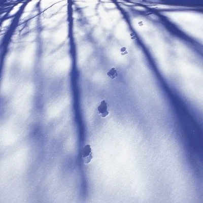 Traces de coyote ou de loup